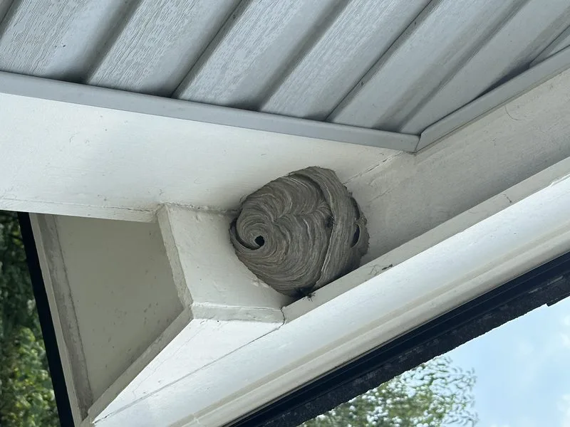 Bald-faced hornet nest removed from a home - stinging insects control in Dublin, Ohio - Pest Control PRO LLC