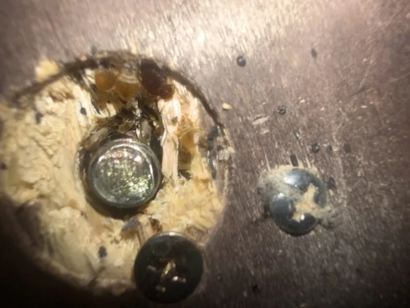 Bed bug treatment - mattress and frame service - bed bugs control in Dublin, Ohio - Pest Control PRO LLC