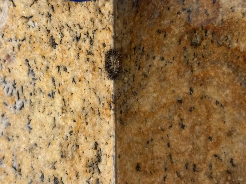 Carpenter ant treatment on a home - ants control in Plain City, Ohio - Pest Control PRO LLC