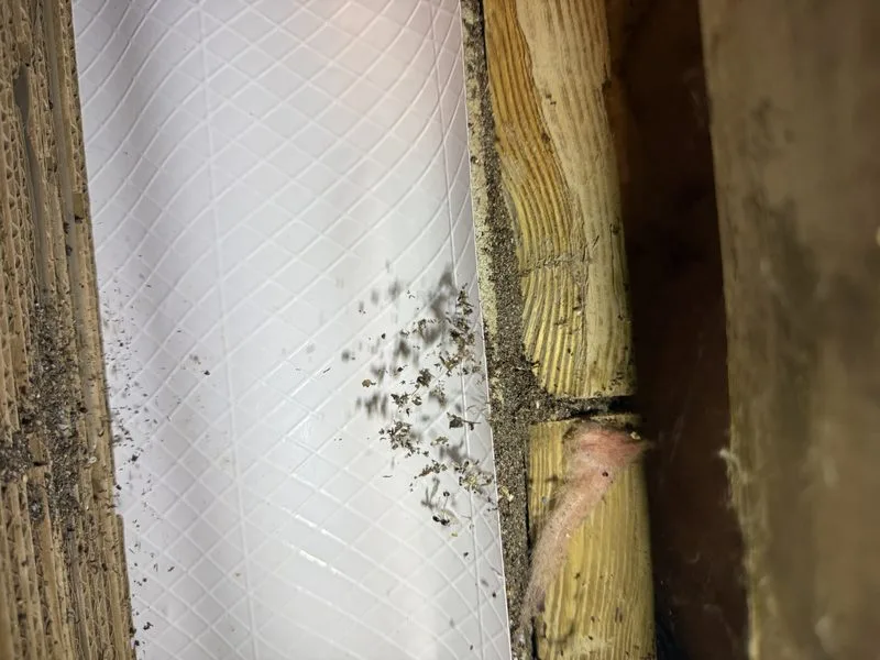 Carpenter ant damage inside a home - ants control in Dublin, Ohio - Pest Control PRO LLC