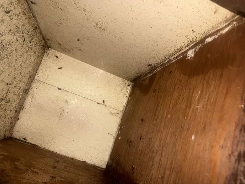 Cockroach control in a kitchen - roaches control in Hilliard, Ohio - Pest Control PRO LLC