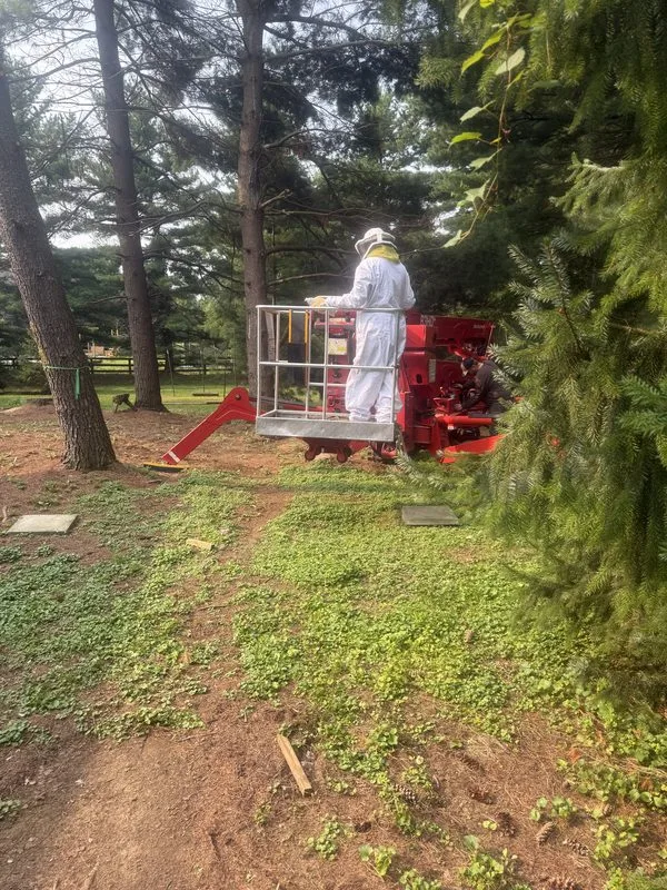 Wasp, hornet and yellow jacket nest removal - stinging insects control in Central Ohio - Pest Control PRO LLC